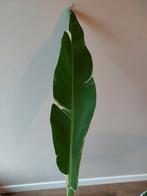 Musa Variegata Aeae Florida - Bonte Bananenplant, Tuin en Terras, Planten | Tuinplanten, Ophalen, Vaste plant, Bloeit niet, Halfschaduw