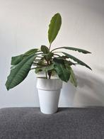 Ophalen: Madagascar jewel/Euphorbia leuconeura in pot, Ophalen, In pot, Halfschaduw, Minder dan 100 cm