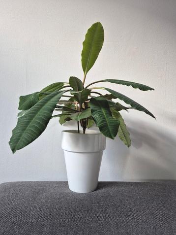Ophalen: Madagascar jewel/Euphorbia leuconeura in pot beschikbaar voor biedingen