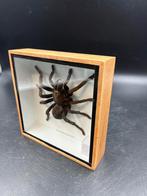 Opgezette spin in lijst 15 x 15 cm, Ophalen of Verzenden, Nieuw, Vogel, Opgezet dier