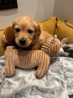 Particuliere golden retriever pups, Golden retriever, België, Particulier, Meerdere