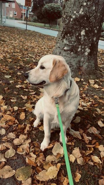 Opzoek naar een wandelmaatje! beschikbaar voor biedingen