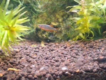 Vissen / siervissen /aquarium Hemelse parel danio beschikbaar voor biedingen