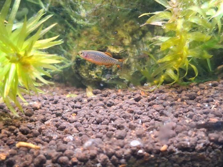 Vissen / siervissen /aquarium Hemelse parel danio, Dieren en Toebehoren, Vissen | Aquariumvissen, Zoetwatervis, Vis, Schoolvis