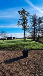 Steeneik boom wintergroen cm meter mm steen eik kurk, Tuin en Terras, Planten | Bomen, In pot, Olijfboom, Zomer, Volle zon