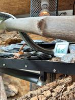 2 x 0.1 Elaphe Dione Altai Barnaul lokaliteit, Dieren en Toebehoren, Reptielen en Amfibieën, Slang, Met terrarium, 3 tot 6 jaar