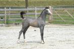 Te koop schitterend welsh B hengstveulen, Dieren en Toebehoren, Hengst, Recreatiepony, 0 tot 2 jaar