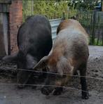 Aangeboden : scharrelvarkens ,grote soort, Vrouwelijk, Varken