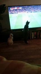 Kruizing Siamees, Poes, Ontwormd