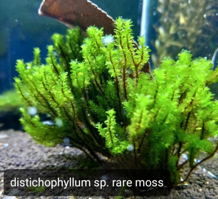 Distichophyllum sp rare moss, Dieren en Toebehoren, Vissen | Aquaria en Toebehoren, Nieuw, Plant(en), Steen of Hout, Ophalen of Verzenden