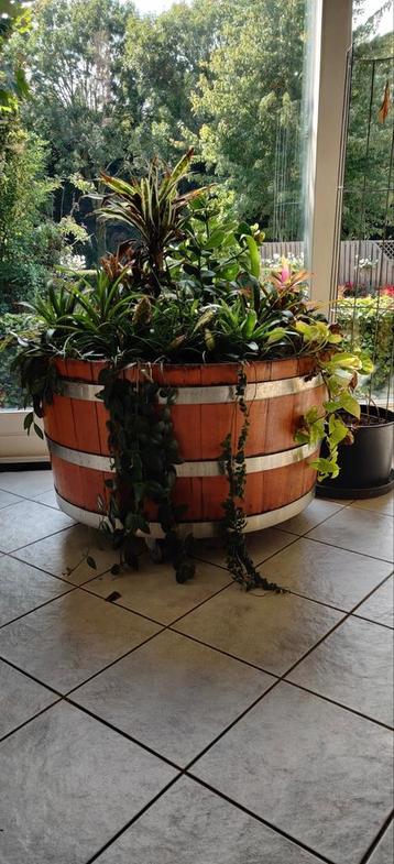 Kaas Kuip met Planten beschikbaar voor biedingen