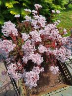 Vetplant, Ophalen, Bloeit niet, Overige soorten, Volle zon