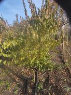 Cornus Mas gele kornoelje 3 meter hoog, Tuin en Terras, Planten | Bomen, Ophalen, Volle zon, Overige soorten