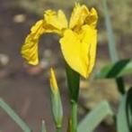 Gele Lis / gele Iris - Vijverplant, Ophalen, Nieuw, Overige typen