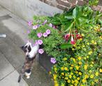 Kittens te koop, Dieren en Toebehoren, Meerdere dieren, Ontwormd, 0 tot 2 jaar