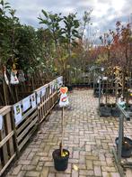 Jonge Gala Appelboom in Pot, Overige soorten, Lente, 100 tot 250 cm, Ophalen