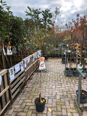 Jonge Gala Appelboom in Pot beschikbaar voor biedingen