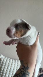 Anerican bully xl pups, Dieren en Toebehoren, Overige rassen, CDV (hondenziekte), 8 tot 15 weken, Meerdere