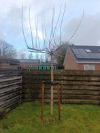 Plantaan, Ophalen of Verzenden, Volle zon, Overige soorten, Minder dan 100 cm