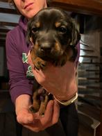 Jack russel pups black and tan / brown and tan, Dieren en Toebehoren, Honden | Niet-rashonden, Rabiës (hondsdolheid), 8 tot 15 weken