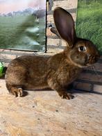 Haaskleur vlaamse reus dekram, Dieren en Toebehoren, Konijnen, Mannelijk, Groot