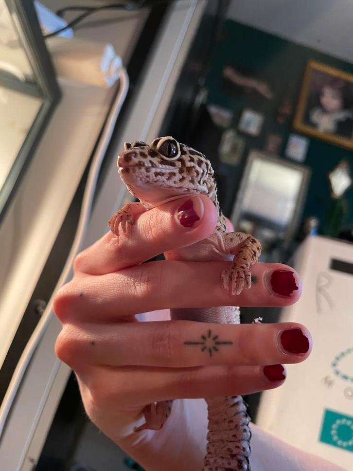 Luipaard gekko zoekt nieuw huisje