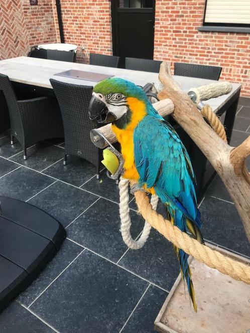 Blauw gele ara tam, Dieren en Toebehoren, Vogels | Parkieten en Papegaaien, Papegaai, Mannelijk, Pratend, Tam, Geringd