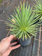 Agave nana, Tuin en Terras, Planten | Tuinplanten, Ophalen of Verzenden, Overige soorten, Volle zon