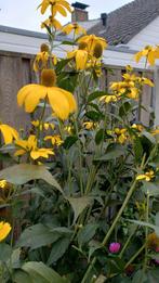 Zonnehoed Rudbeckia Nitida "Herbstone", Ophalen, Overige soorten, Volle zon