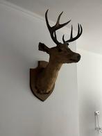 Opgesette Hertenkop, Ophalen of Verzenden