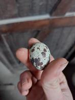 Japanse kwartel eieren, Mannelijk, Overige soorten