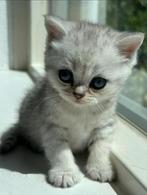 Lieve Britse korthaar kitten + compleet verzorgd +toebehoren, Dieren en Toebehoren, Katten en Kittens | Dekkaters, 0 tot 2 jaar