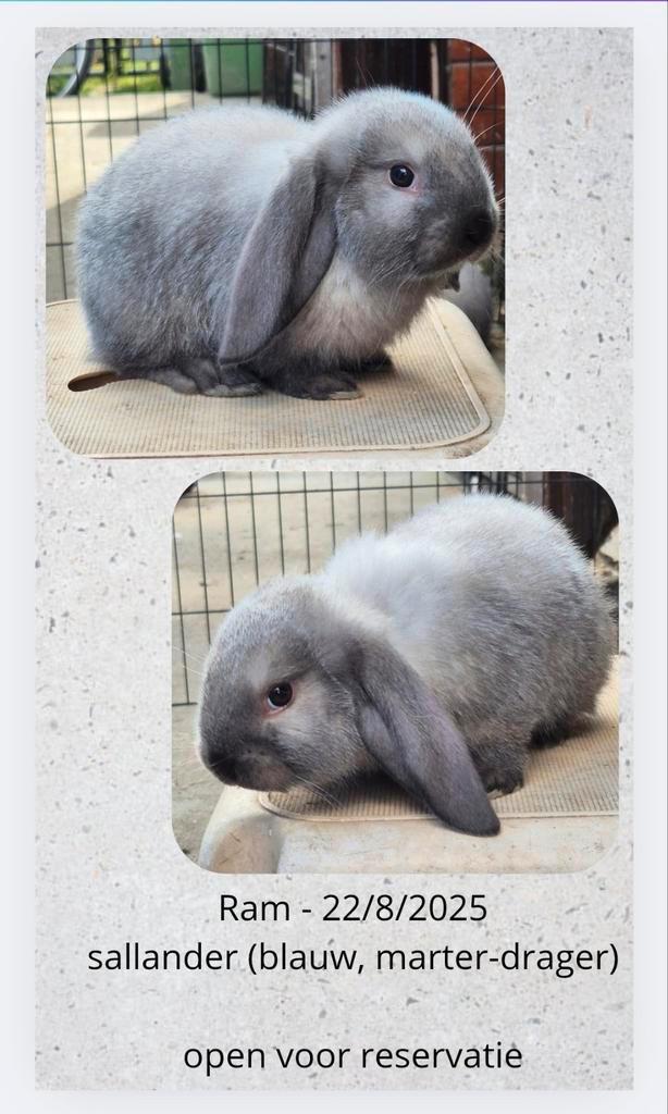 Franse hangoor ram (Antwerpen), Dieren en Toebehoren, Konijnen, Groot, Mannelijk, Hangoor