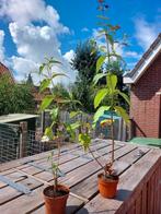 Vlinderstruiken, Ophalen, Vlinderstruik, Struik, Minder dan 100 cm