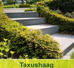 Taxus haag, Tuin en Terras, Ophalen of Verzenden, Taxus