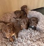 Prachtige jack Russel pups, Parvo, Jack Russell Terriër, 8 tot 15 weken, Meerdere