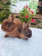 Te koop 2 mooie bruin tan konijntjes moeder en zoon., Meerdere dieren, Dwerg, 0 tot 2 jaar