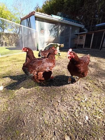 Rhode Island Red kriel 2025 ruilen?  beschikbaar voor biedingen