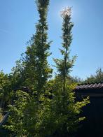 Zuilbeuken  2 stuks mooie groene beuken 475/500 cm, Ophalen of Verzenden, Zuilboom, 400 cm of meer, Volle zon