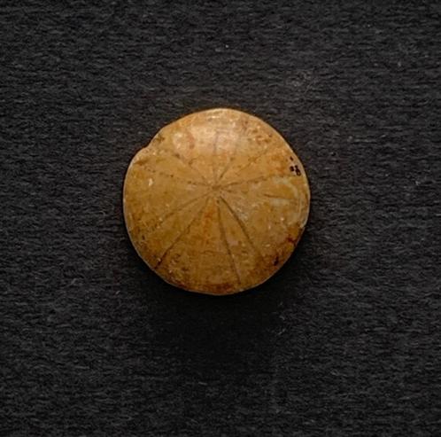 Prachtige gepolijste fossiele zee egel (B1/B), Verzamelen, Mineralen en Fossielen, Fossiel, Verzenden