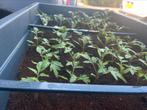 Stekkies tomaten plant, Volle zon, Groenteplanten, Eenjarig, Ophalen of Verzenden