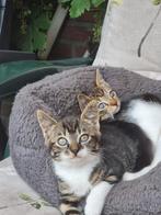 Lieve kittens, Dieren en Toebehoren, Katten en Kittens | Overige Katten, Poes, 0 tot 2 jaar