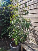 Red Robin struik photinia glansmispel 1,70 m, In pot, Halfschaduw, 100 tot 250 cm, Overige soorten