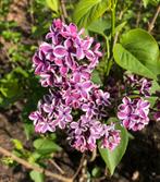 Seringen in diverse kleuren, Tuin en Terras, Ophalen, Overige soorten, Struik, 100 tot 250 cm