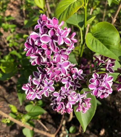 Seringen in diverse kleuren, Tuin en Terras, Planten | Struiken en Hagen, Struik, Overige soorten, 100 tot 250 cm, Ophalen