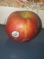 GEZOCHT Appelboom Malus domestica Wellant plantgoed enthout, Ophalen, Minder dan 100 cm, Lente, Volle zon