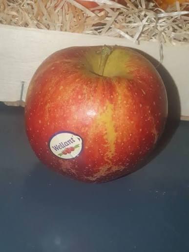 GEZOCHT Appelboom Malus domestica Wellant plantgoed enthout, Tuin en Terras, Planten | Fruitbomen, Appelboom, Minder dan 100 cm