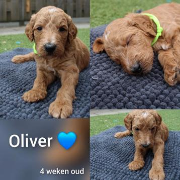 Poedel pups  beschikbaar voor biedingen