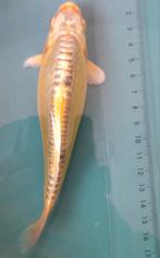 Mooie tosai Doitsu koi, Dieren en Toebehoren, Vissen | Vijvervissen, Karper of Koi