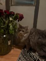 Kitten poes, Dieren en Toebehoren, Poes, 0 tot 2 jaar